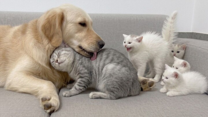 From being scared of the Golden Retriever at first to becoming inseparable from it