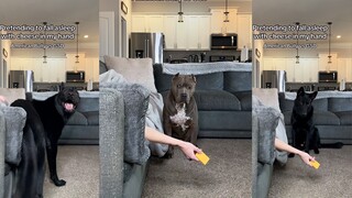 If you pretend to fall asleep with food in your hand, will the bully and the German Shepherd steal t