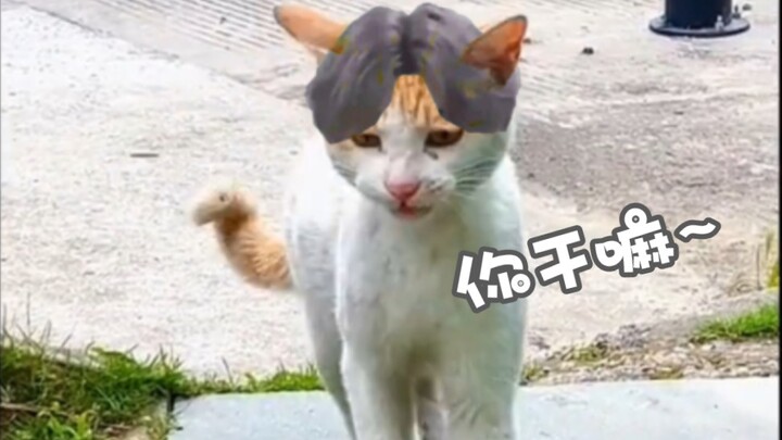 “Is this how kittens sound during the molting phase?”