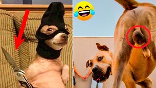 Funniest Animals Video - Best Cats😹 and Dogs🐶 Videos 2022 Compilation!