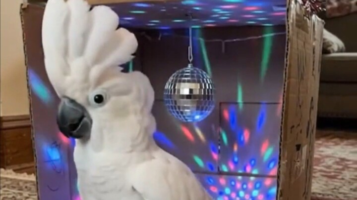 He's showing off his moves