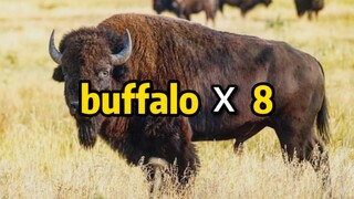 8 buffaloes strung together actually form an interesting sentence!