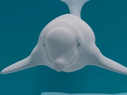 Kepala paus putih itu lembut dan empuk—di dalamnya bukan otak. Biota laut: sains alam yang menakjubk