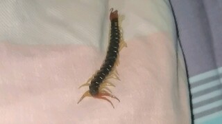 带学生凌晨被咬醒T_T