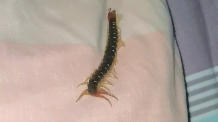 带学生凌晨被咬醒T_T