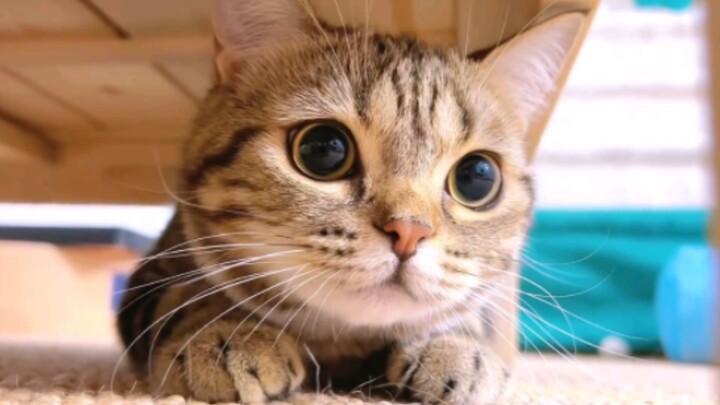 This is the 694th cat I've liked on Bilibili.