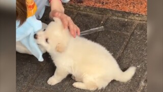 "The little country dog is really cute. Is it like the one that has been with you since you were lit