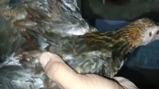 late born 2025/26.     pobreng M.