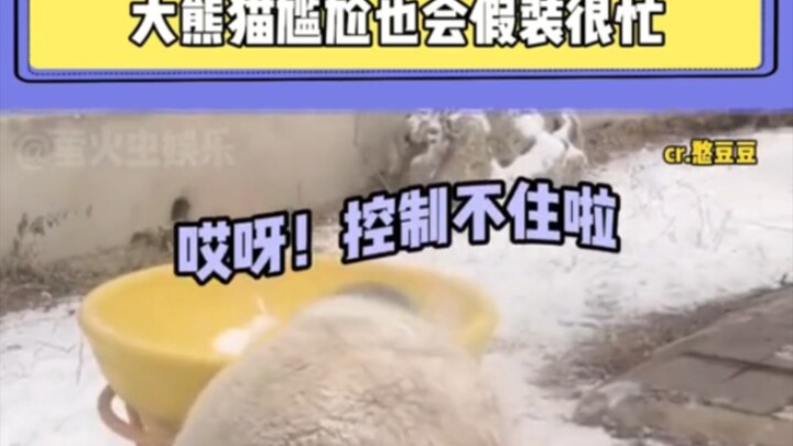 #GiantPandasGetAwkwardTooAndActBusy Meng Lan: I was just showing you guys how to roll around! #Giant