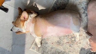 Don't judge a pig by its appearance