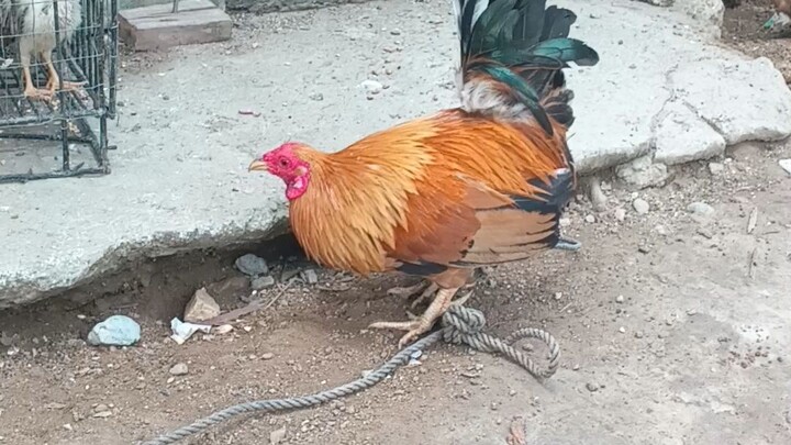 new bantam