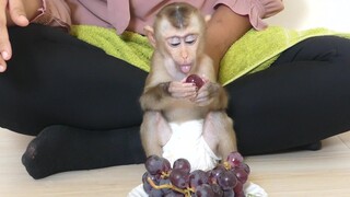 Adorable Baby Monkey Maku And Mom Eating Grapes |  Maku Eat So Funny