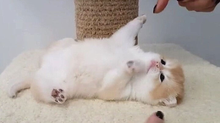 Mèo con bé xíu không biết lật người, bị chủ trêu chọc đến mức chạy cũng không thoát!