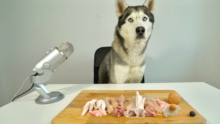 Pomeranian Mukbang - Silly Dog