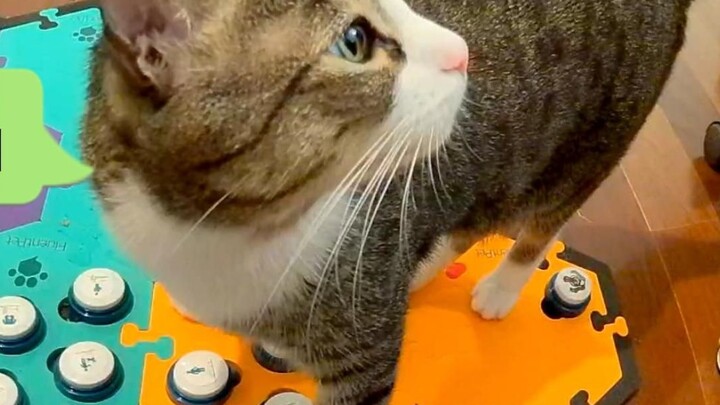 Fu Fu: Aku bilang aku anak kucing paling menyedihkan di dunia, siapa yang setuju dan siapa yang tida