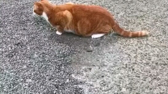 Cats are truly the bane of birds—fast, precise, and ruthless in every move!