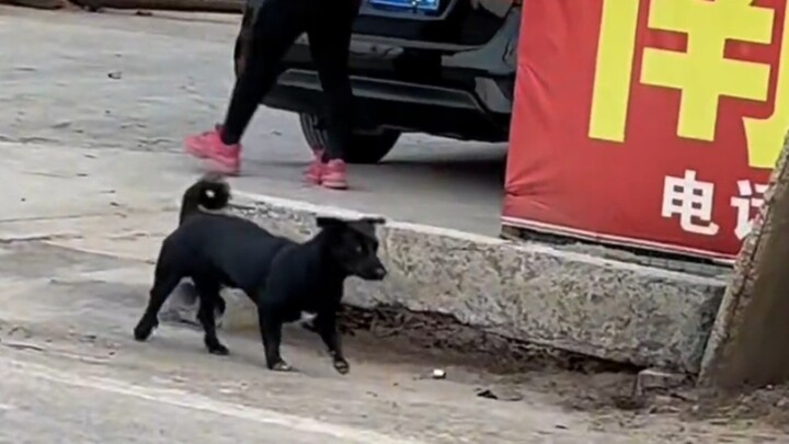 Bất ngờ gặp cún nhảy disco trên đường
