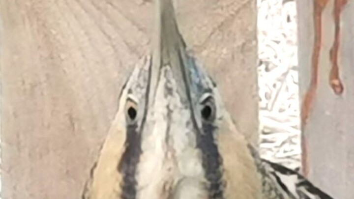 [Eurasian Bittern] Is this a bird???