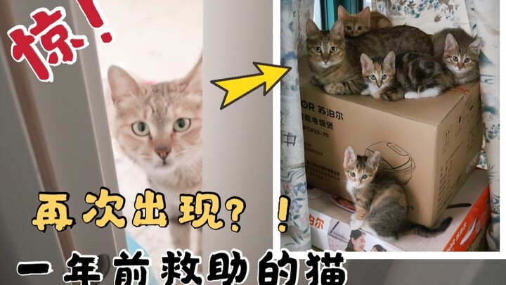 Seekor kucing yang diselamatkan setahun lalu tiba-tiba muncul di depan pintu! Apakah kalian masih in