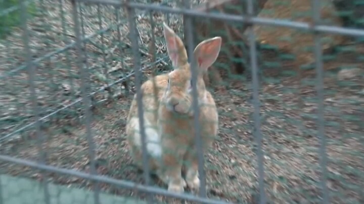 A lop-eared rabbit who turned extreme after being ostracized for their appearance