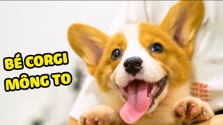 CHÀO MỪNG BÉ CÚN CORGI VỀ VỚI GIA ĐÌNH THE HAPPY PETS