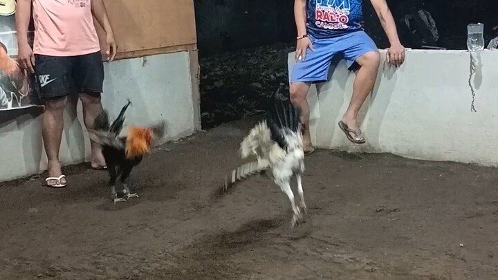 Jilljhames stags From Camiguin. kanaway vs gilmore