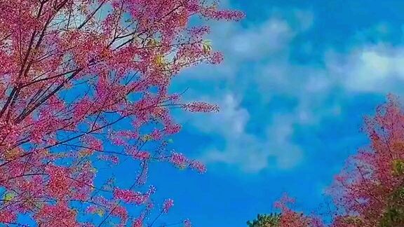 lấy trộm video của con bạn thân