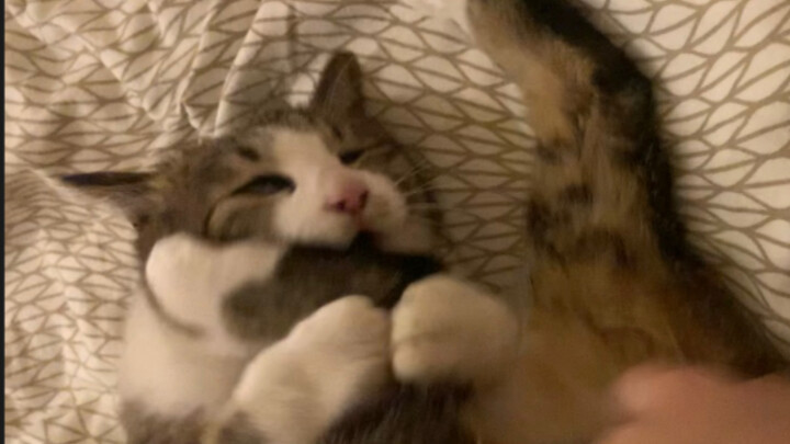 When you’ve poked the tiger’s butt…