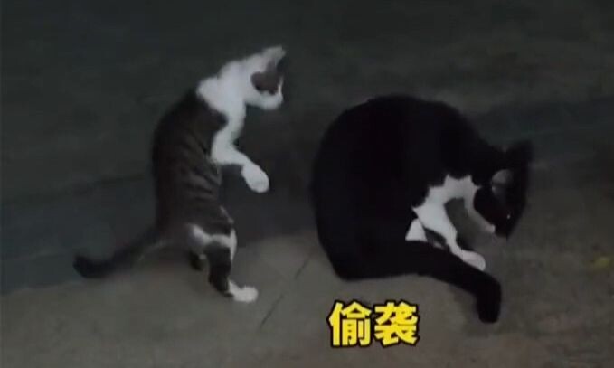 Tipu muslihat lembut si kucing kecil~ Kenapa aku nggak bisa nemuin Hakimi, huhu...