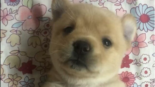 Biar kudengarkan suara menggonggong anjing kecil asli untuk kalian