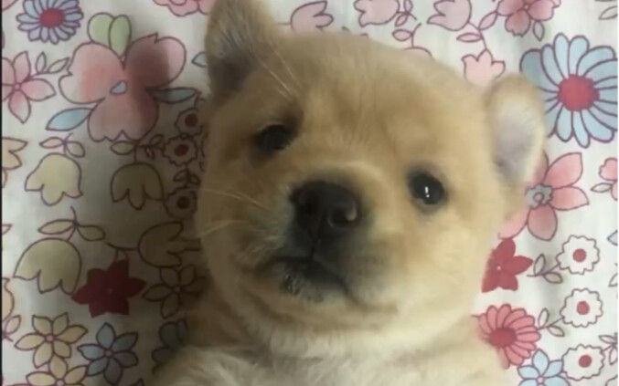 Let me play for you the authentic sound of a little puppy barking