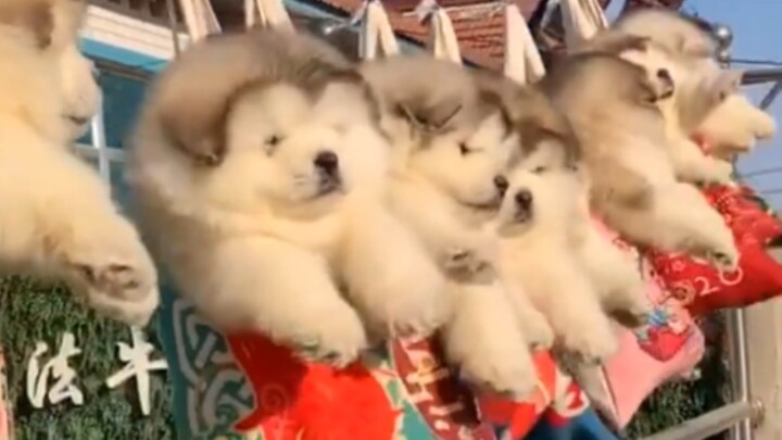 Next Life, I Don’t Want to Be Human Series