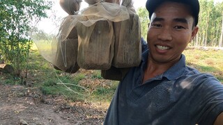 Cách dụ cá gom ổ - 7 Ân