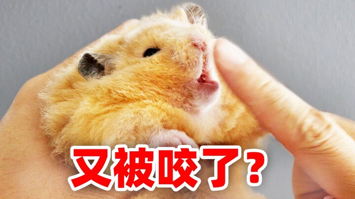 Rốt cuộc phải làm thế nào để bắt chuột hamster mà không bị cắn? Có lẽ bạn đã làm sai suốt đấy!