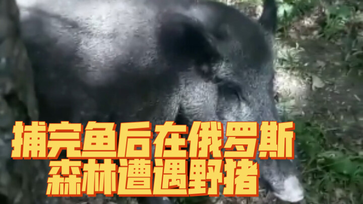 Encountering Wild Boars in a Russian Forest After Fishing