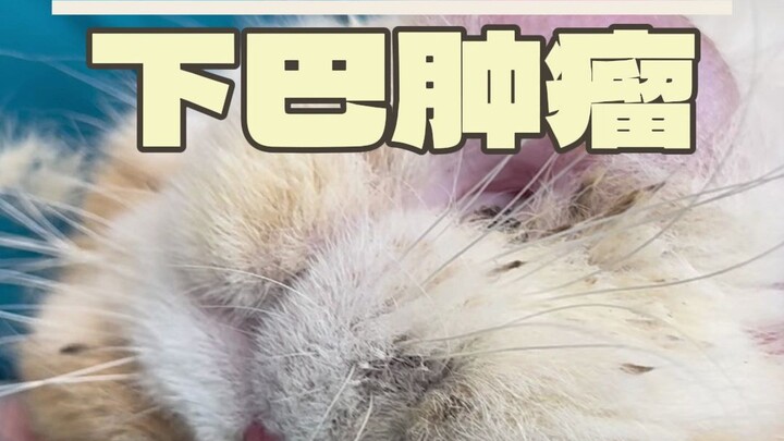 Garfield memiliki tumor di dagunya, tapi kali ini parasnya berhasil diselamatkan!