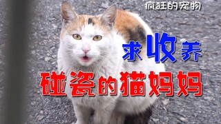 女士被怀孕母猫“碰瓷”两个月！网友说：“天选饭票！”