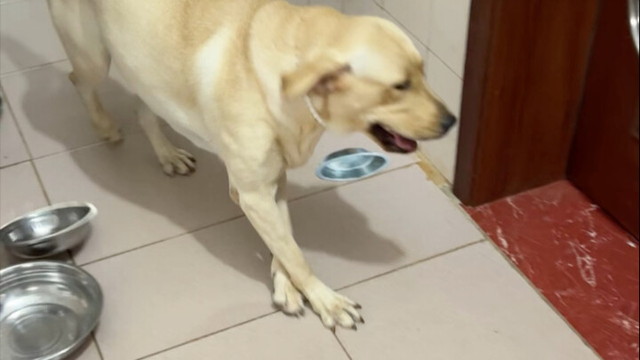 หมา: วางอาหารแบบนี้แล้วฉันจะกินยังไงล่ะ?