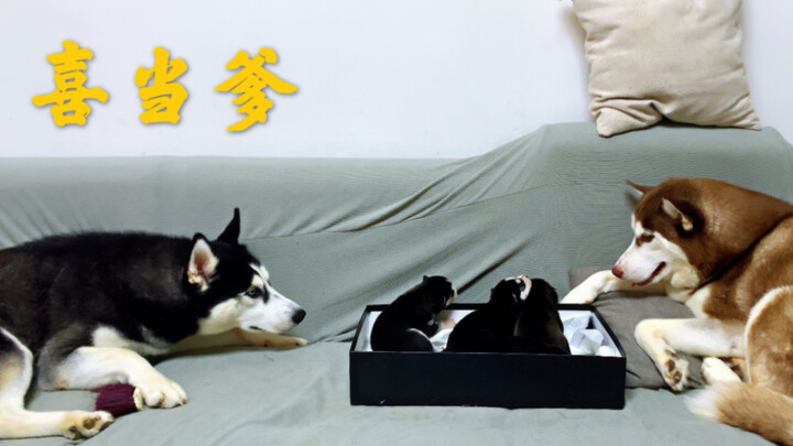 After becoming a dad, will the goofy dog still wreak havoc around the house like before?