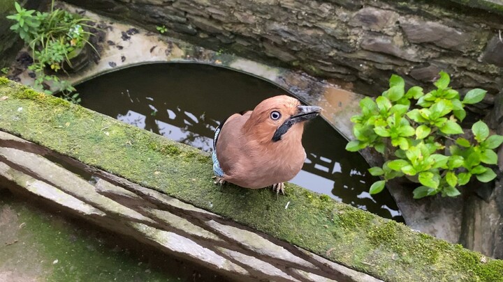 Bukannya gagak itu pintar? Lihat deh, kerabat dekatnya aja sebodoh ini!