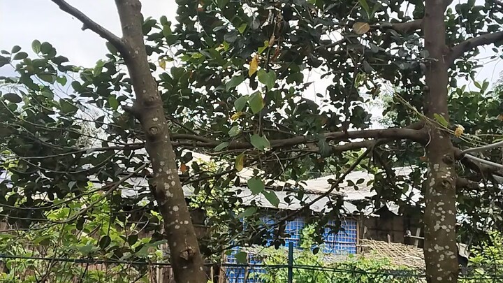 village forest & agriculture