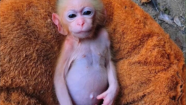 Marmoset Baby Scratching Itchiness