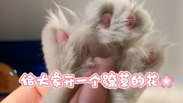 Tiga Trik untuk Membuka Sisi Imut Si Kucing, Bikin Si Kucing Jadi Semakin Menggemaskan!