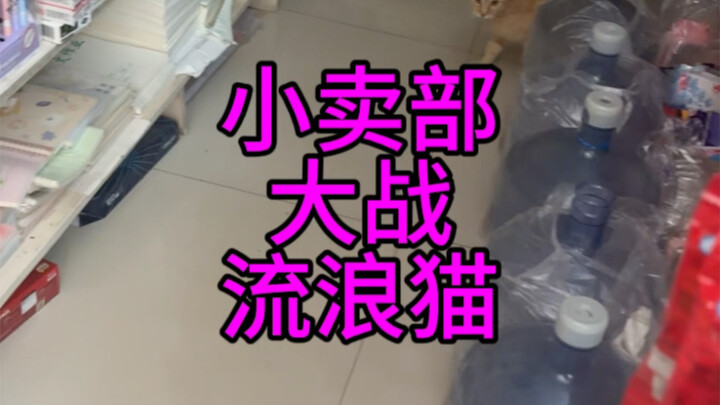 Pertarungan sampai mati melawan kucing liar di toko swalayan