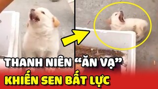 Sen BẤT LỰC trước chú cún NHỎ TUỔI nhưng DIỄN XUẤT ĐỈNH CAO 😂 | Yêu Lu