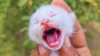 OMG So Cute Cats ♥ Best Funny Cat Videos 2021 #100