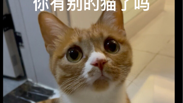 I petted a cat outside, came home, and got beaten up.