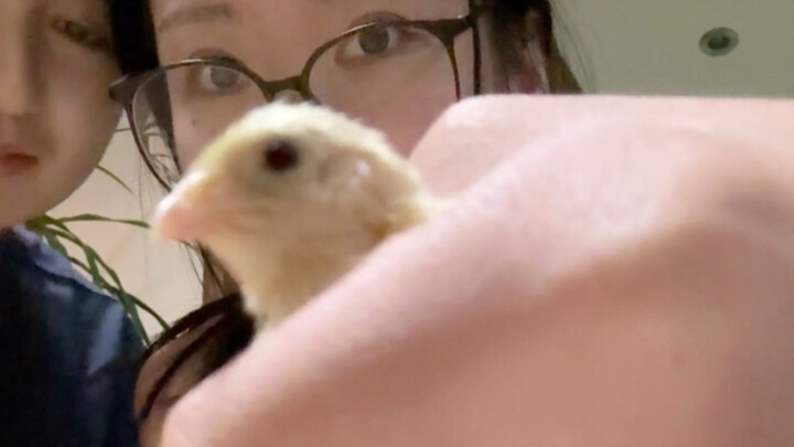 Evening Routine feat. Preserved Egg (aka Normal Baiyun)