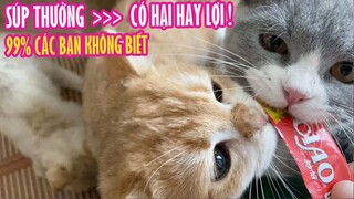 Súp Thưởng Cho Mèo Có Hại Hay Lợi ? 99% Các Bạn Không Biết