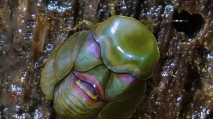 What kind of insect is this? Is it poisonous?